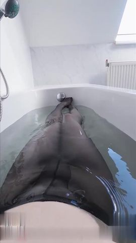 浴室丝袜美腿玉足玩弄鸡巴内射