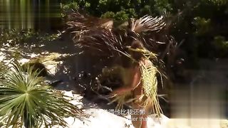 【69堂午夜视频】黑料吃瓜-原始生活21天系列陌生男女全裸开局没食物在沙漠21天荒野求生精液是女子主要蛋白摄入